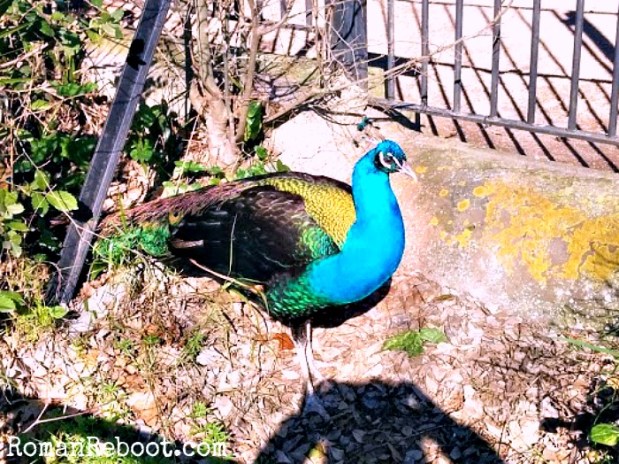 My beautiful, feathered nemesis