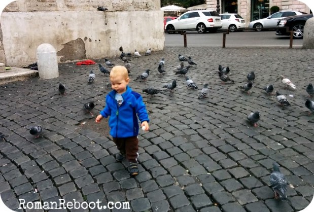 Chase pigeons every day